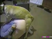 Sexy babe got dog orgasm inside her pussy